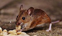 24 Hour & Emergency Exterminators in Lake Mary, FL